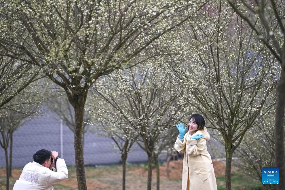 Jardim das ameixeira abre ao público na Nova Área de Guian, no sudoeste da China
